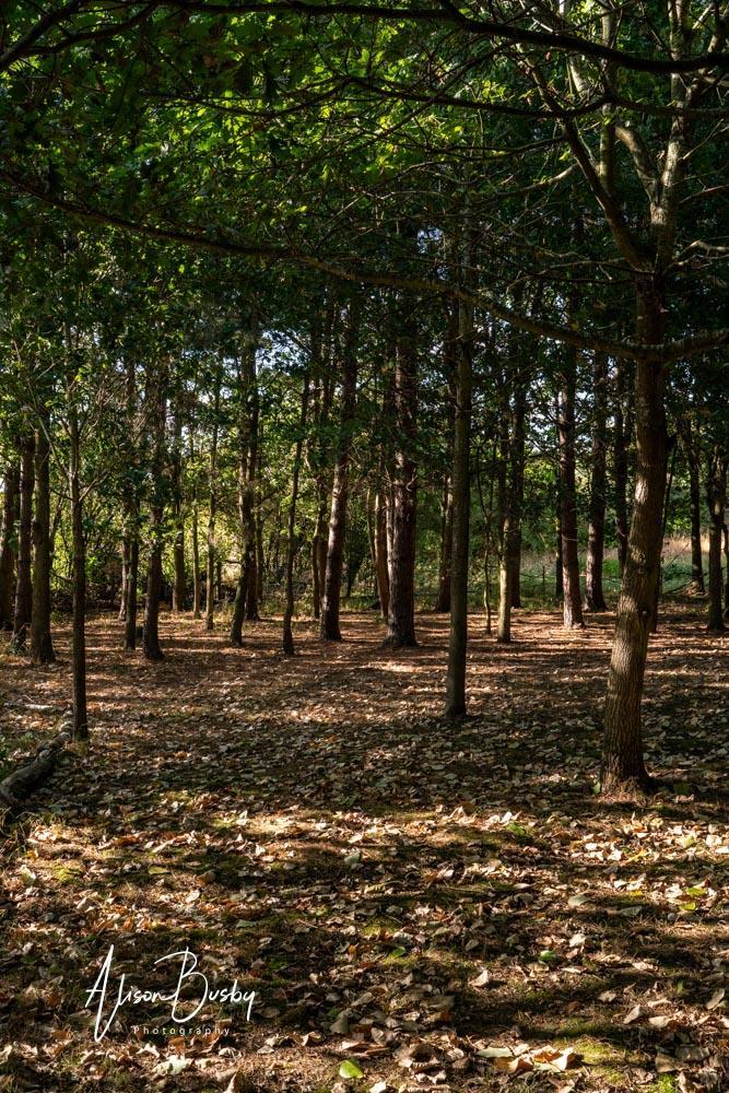 Endeavour woodland weddings. Views around the site
